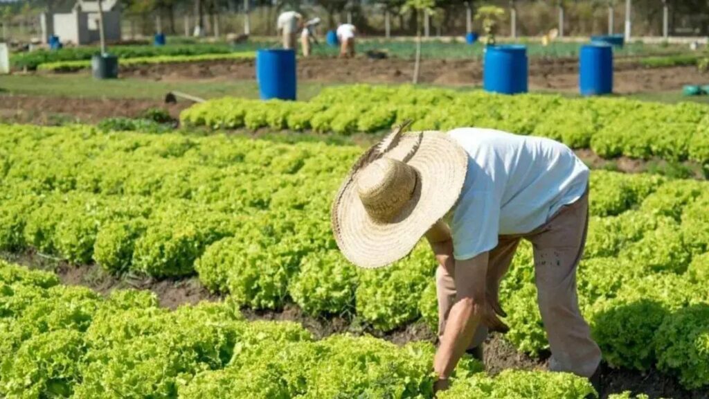 Atualização do Cadastro CAF é essencial para agricultores familiares obterem indenização