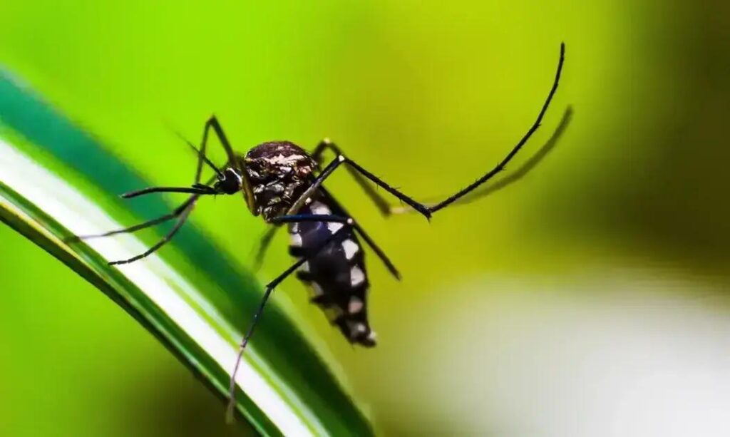 Brasil registra redução de 68% nos casos de dengue em 2025