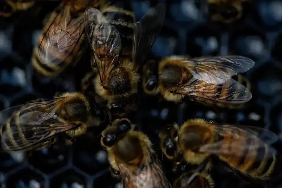 Cadeirante vive em situação de rua e morre após ataque de abelhas em Minas