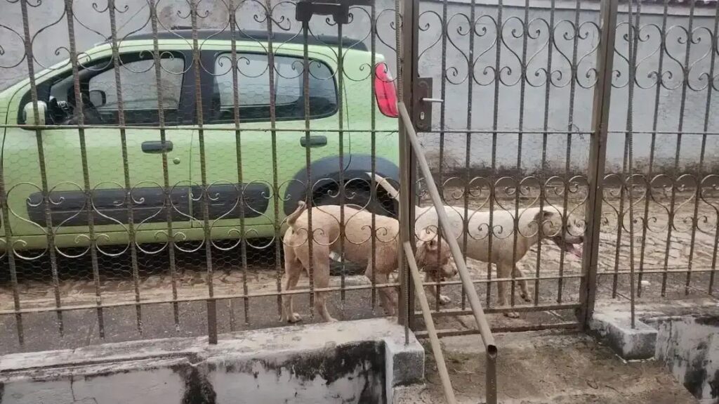 Cães soltos em João Monlevade geram preocupação entre os moradores do Baú