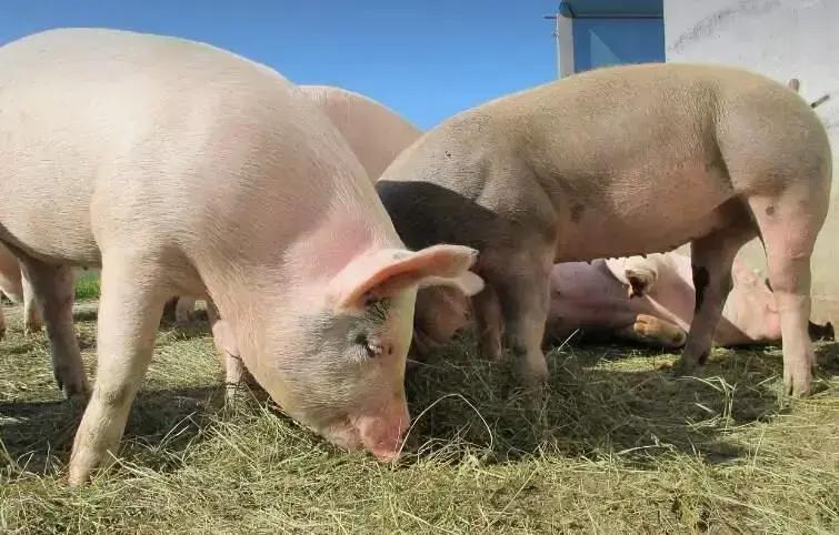 Crescimento de 17% nas exportações de carne suína em fevereiro