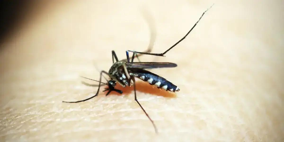 Dengue no Brasil: meio milhão de casos prováveis em 2023
