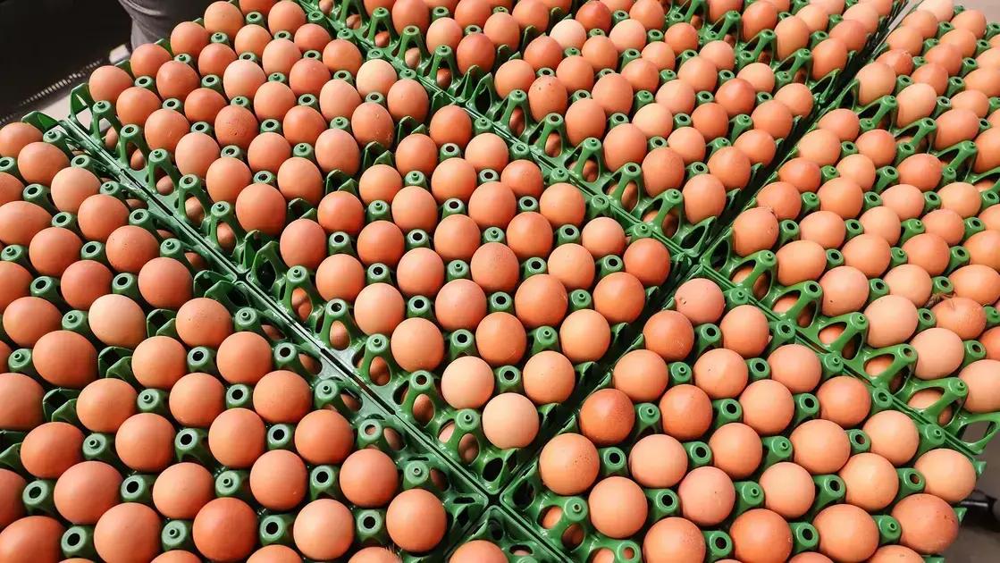 Impacto da onda de calor no preço dos ovos no Brasil