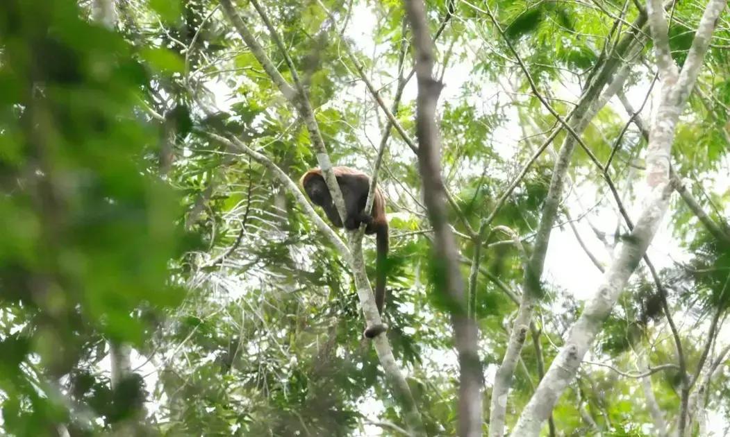 Macaco encontrado morto no Sul de Minas é positivo para febre amarela