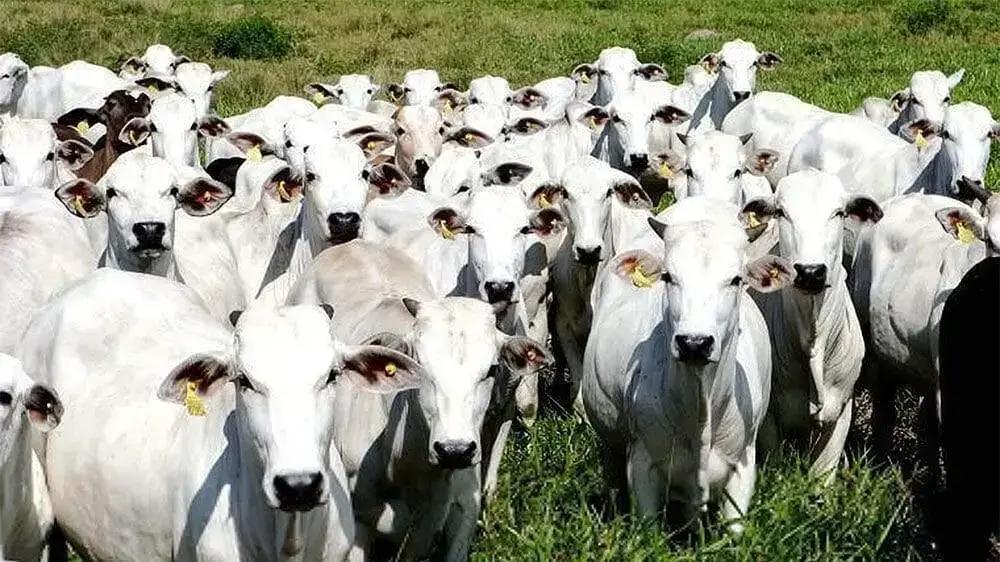 Queda nos preços do boi gordo: análise do mercado em fevereiro