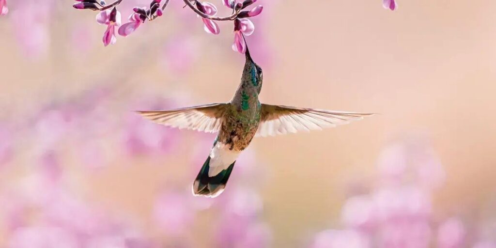 Beija-Flores do Cerrado enfrentam graves ameaças, alerta biólogo
