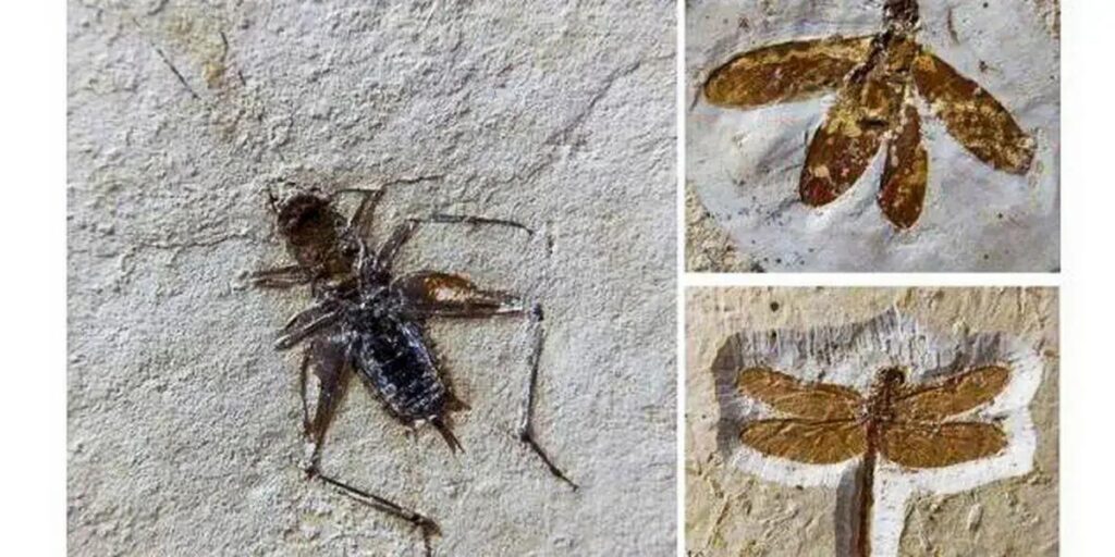Brasil recupera 25 fósseis de insetos do tráfico internacional