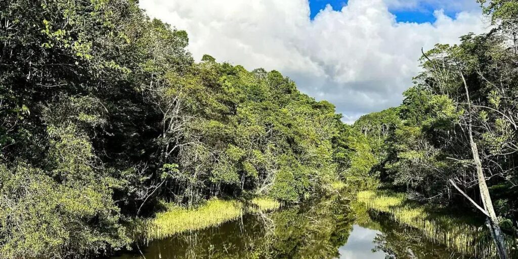 Ciera: Plataforma inovadora usa IA para identificar áreas de restauração florestal