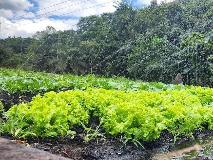 Emater-MG lança cartilha sobre produção de adubo natural acessível