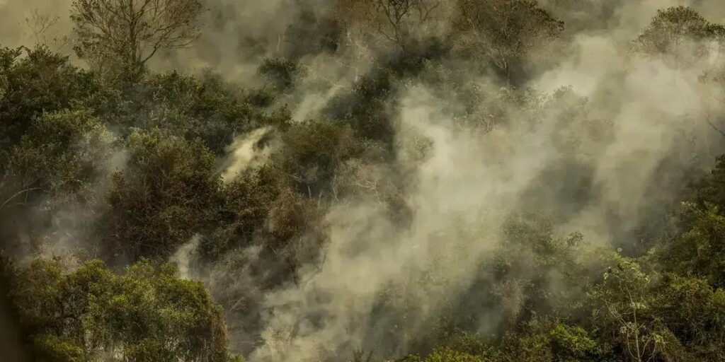 Pesquisadores alertam: Crise climática pode resultar em extinção em massa
