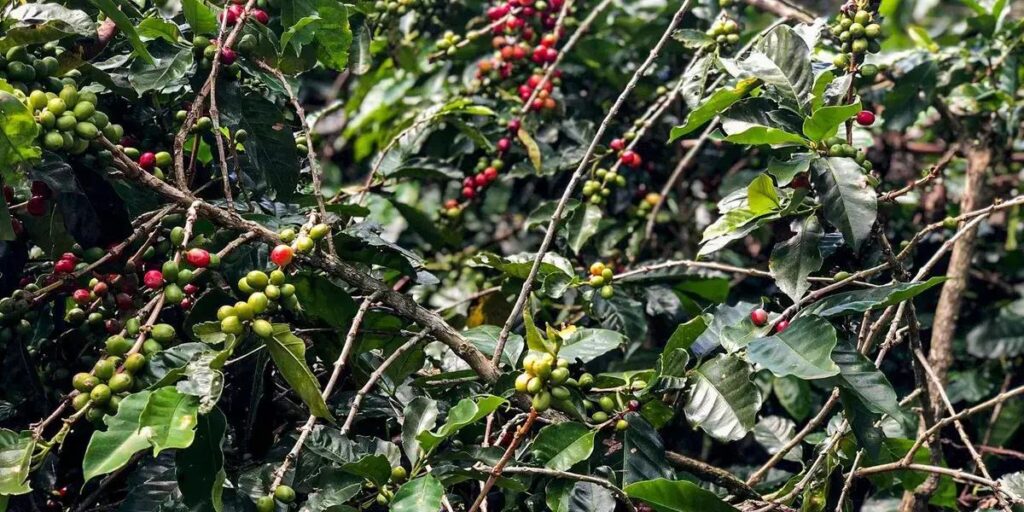 Expectativa de Safra de Café em 2025: Crescimento de 2,7% e 56 Milhões de Sacas