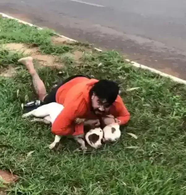 Professor de Muay Thai imobiliza pitbulls após ataque em Ponta Porã (MS)