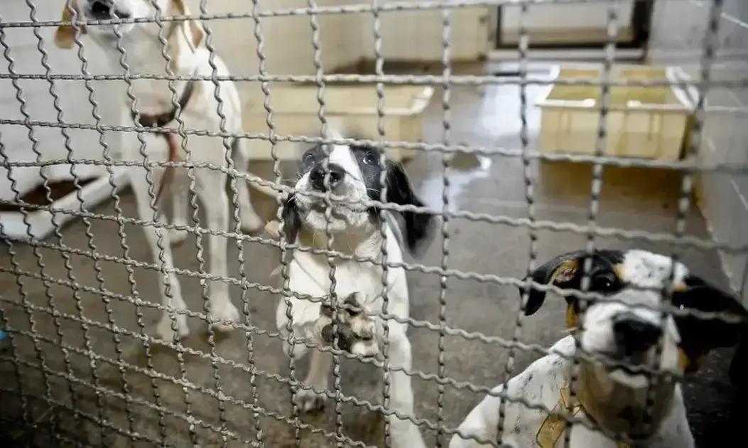 Câmara dos Deputados aprova projeto que proíbe testes em animais para cosméticos