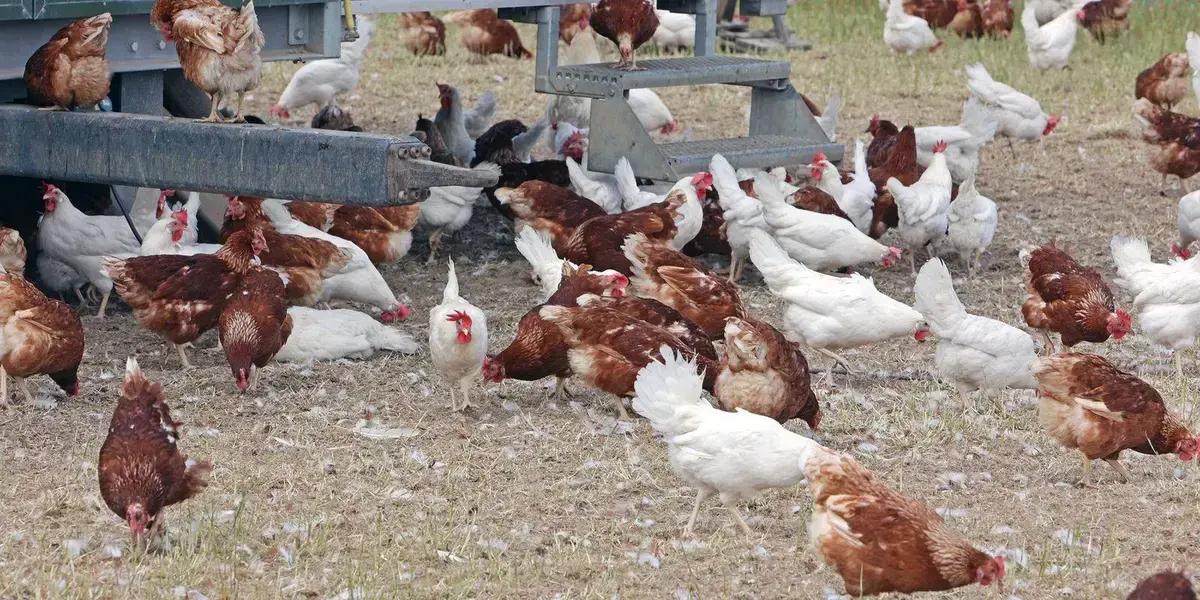 Ceará registra primeiro caso de gripe aviária em aves domésticas