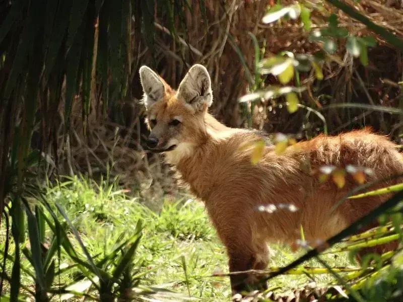 O que está por trás das aparições de onças-pintadas em Itabira?