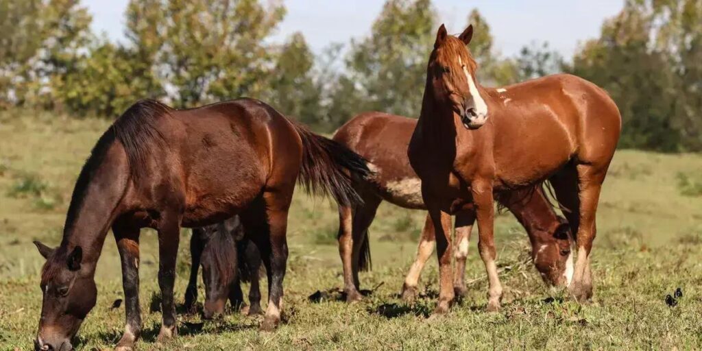 Ração contaminada causa a morte de 245 equinos em quatro estados brasileiros