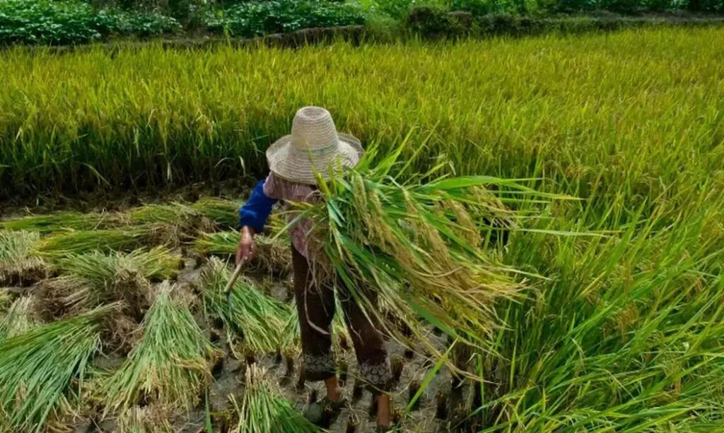 Três gerações resgatadas de condições análogas à escravidão em Minas Gerais