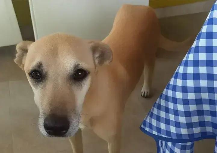 Tutora busca por Bob, cachorro desaparecido em Itabira