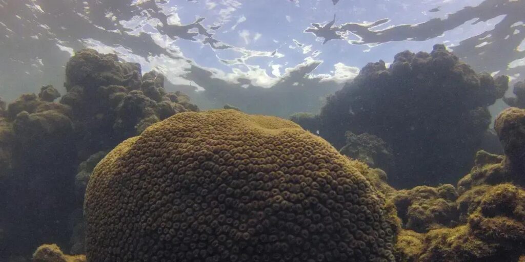 Calor e acidificação das águas ameaçam ecossistemas do Oceano Atlântico