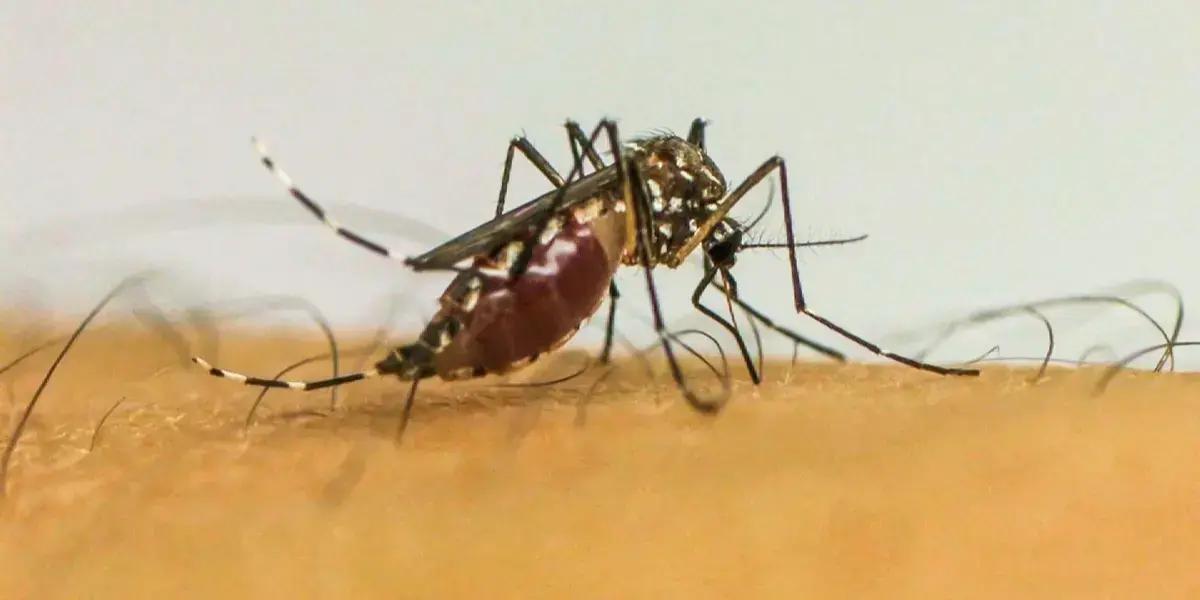 Doenças transmitidas por mosquitos se tornam uma nova realidade na Europa