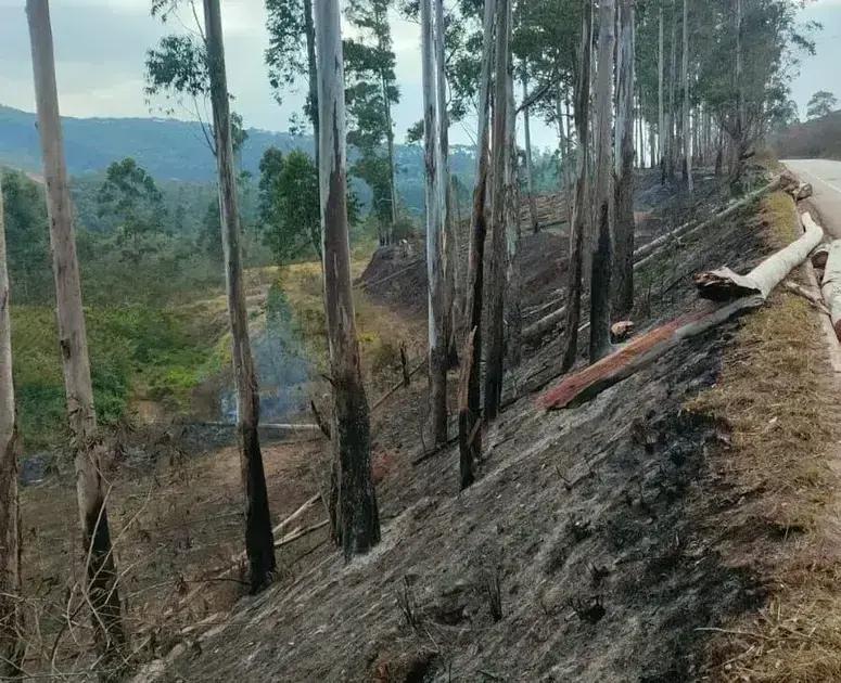 Interdição da MG-129 em Itabira para corte de eucaliptos nesta quinta-feira