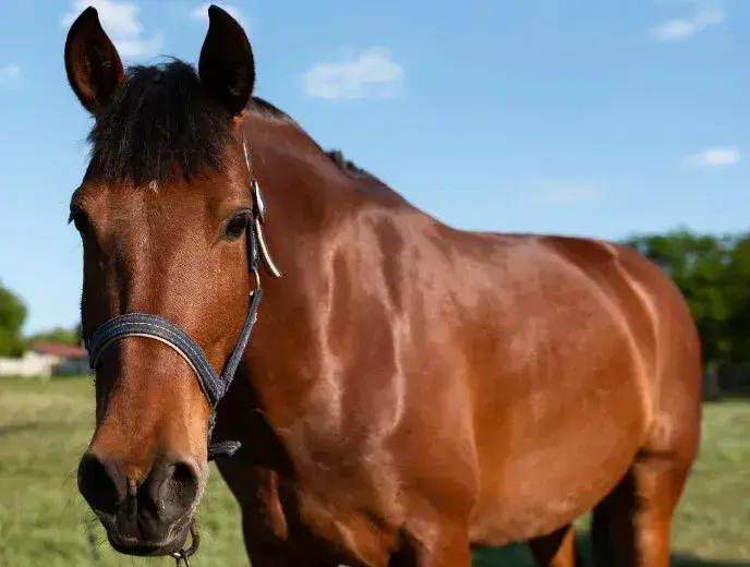 Investigado por mutilação de cavalo em SP depõe e é liberado