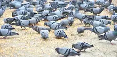 Justiça confirma condenação de mulher por alimentar pombos e causar danos