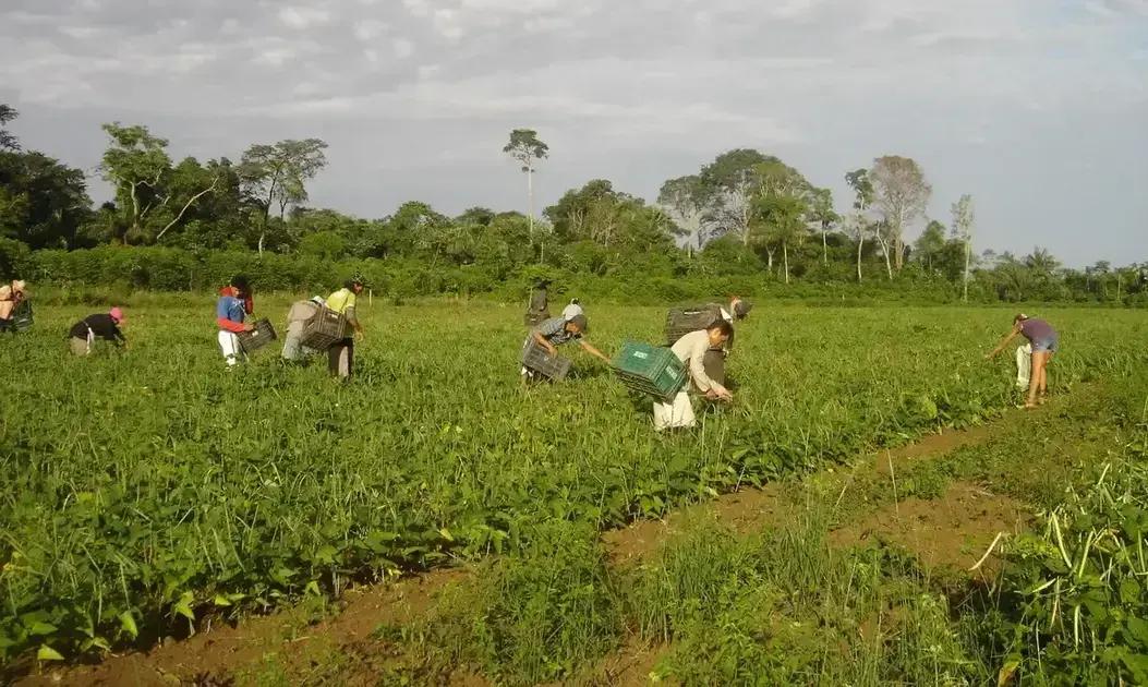 Programa AgroAmigo destina R$1 bilhão em microcrédito para produtores rurais