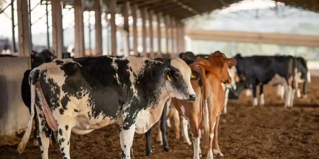 Vacina Excell 10: Morte de quase 200 animais leva a apreensão de lotes