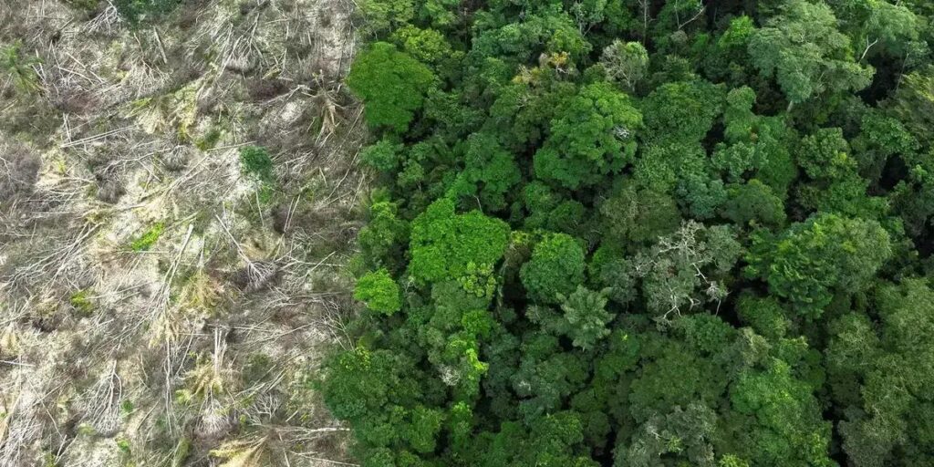 Estudo revela impacto crítico do desmatamento e mudanças climáticas na Amazônia