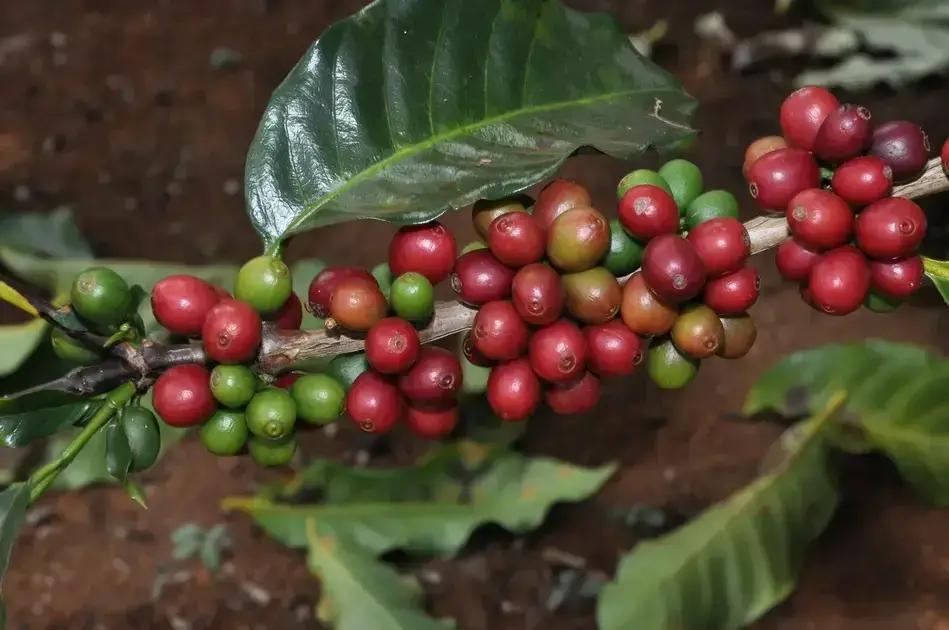 Exportações do agronegócio de Minas Gerais atingem US$12,8 bilhões em 2025