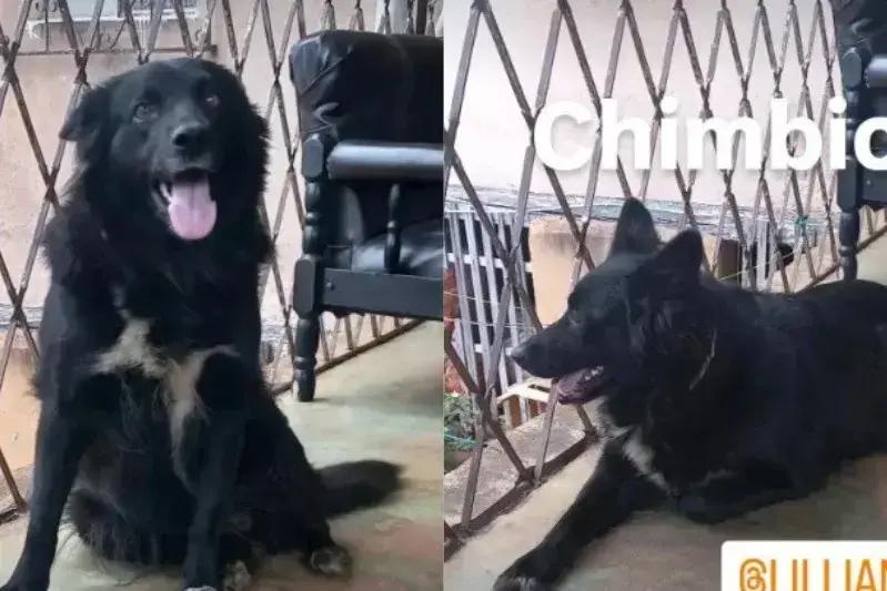 Família busca Chimbica, cachorra desaparecida no bairro Pará, Itabira