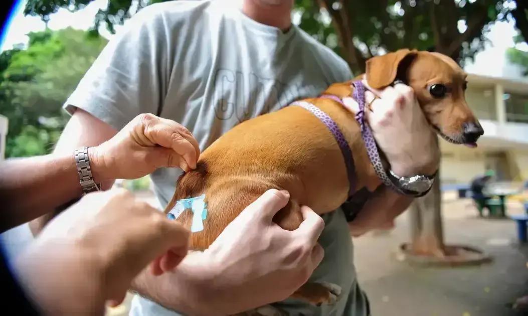 Timóteo amplia campanha de vacinação antirrábica com Dias D em setembro