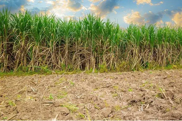 Valor da produção agrícola cresce em Minas