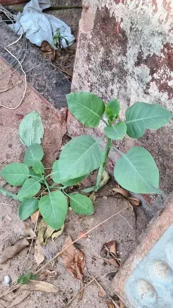 Três pessoas em estado grave após ingestão de planta tóxica em Patrocínio
