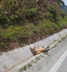 Lobo-Guará Ferido é Resgatado por Bombeiros na BR-494
