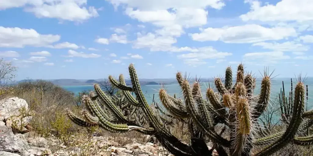 Caatinga: Área Degradada Receberá Recuperação Através de Novo Plano