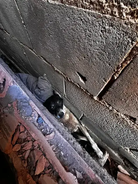 Cachorro é resgatado após ficar preso entre muros em Esmeraldas