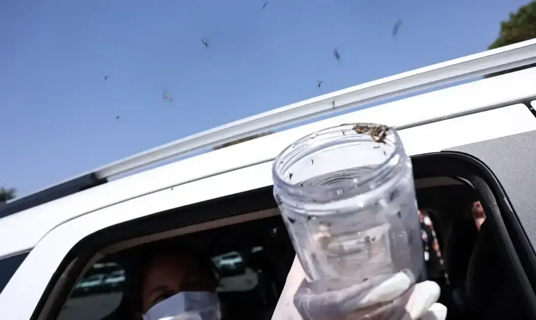 Saúde utiliza mosquitos estéreis para combater o Aedes Aegypti em Pernambuco
