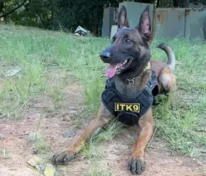 Belo Horizonte sanciona lei sobre doação de tecidos humanos para cães de resgate