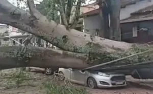 Cai árvore e danifica veículos em frente ao cemitério de Santa Bárbara