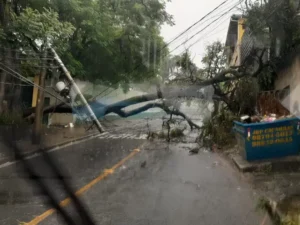 Cai árvore em Belo Horizonte e derruba postes durante forte chuva