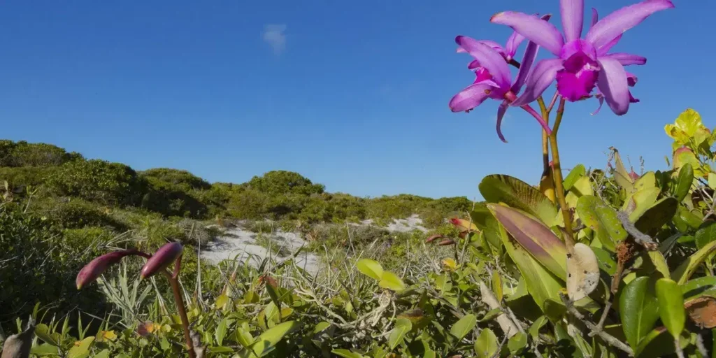 Inpe divulga dados de 2024: Desmatamento reduz em vários biomas