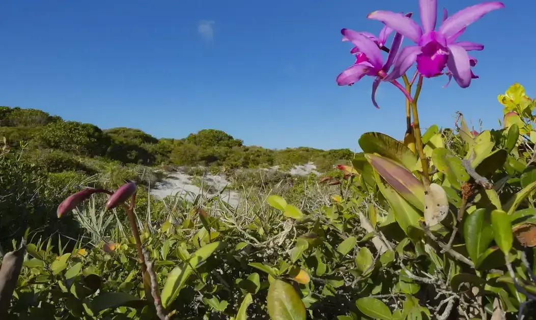 Inpe registra queda significativa no desmatamento de biomas em 2024