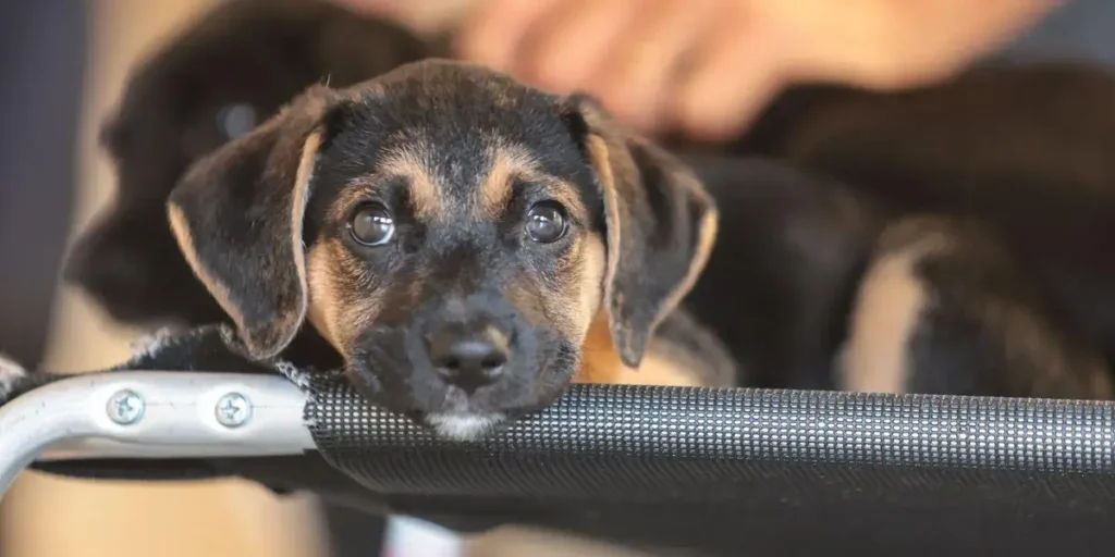 Convívio com Animais e Educação são Chaves no Combate à Violência