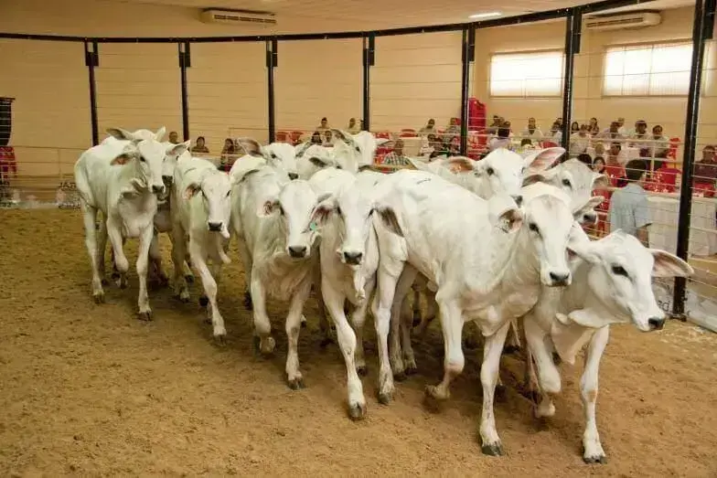 18º Leilão de Gado de Leite e Corte acontece em São Gonçalo do Rio Abaixo