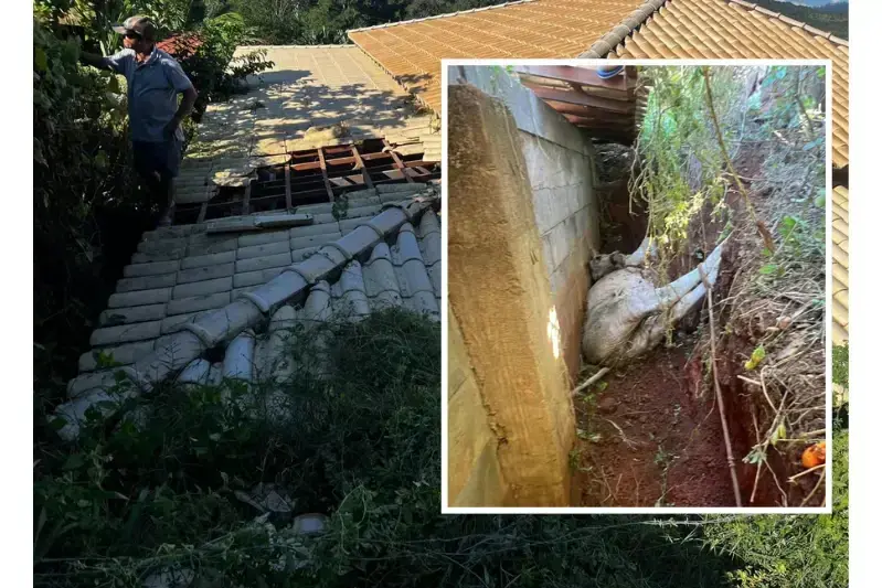 Boi resgatado após cair de telhado em São Gonçalo do Rio Abaixo