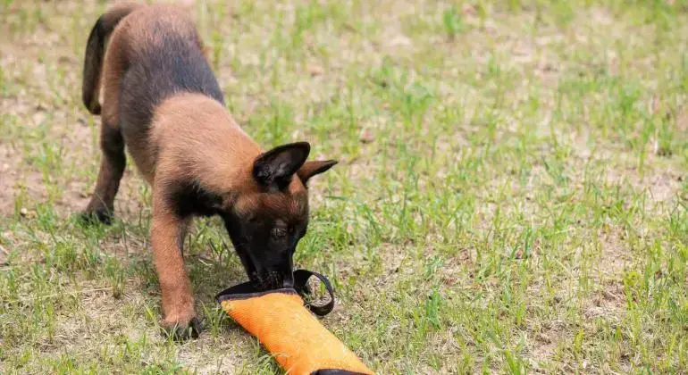 Enquete define nome da nova cadela da Guarda Municipal de BH para detecção de drogas