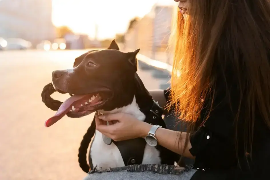 Novo código de trânsito prevê multas para transporte seguro de pets