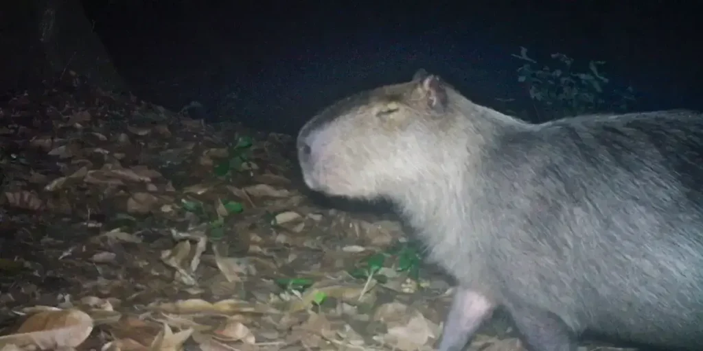 Seis homens são presos por agredir capivara na Ilha do Governador